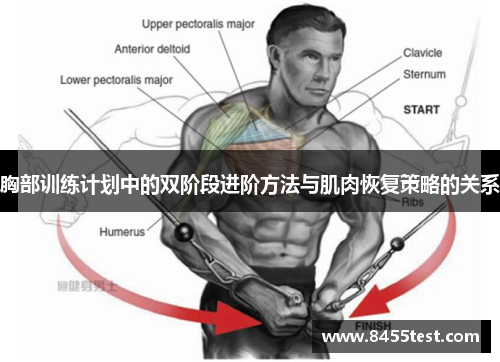 胸部训练计划中的双阶段进阶方法与肌肉恢复策略的关系
